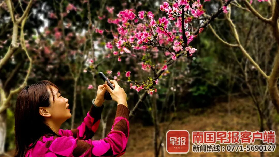 红 黄 粉 白 紫 广西的花 都开好了 旅游 中国国内旅游业界信息动态 微信头条新闻公众号文章收集网