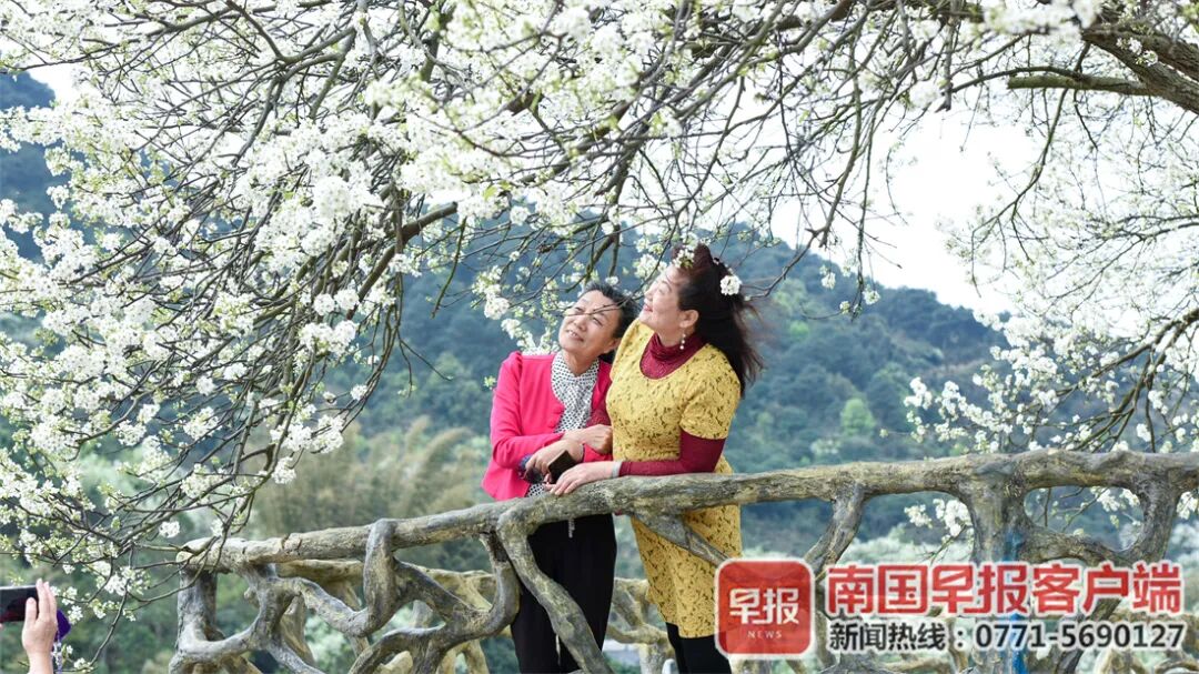 红 黄 粉 白 紫 广西的花 都开好了 旅游 中国国内旅游业界信息动态 微信头条新闻公众号文章收集网