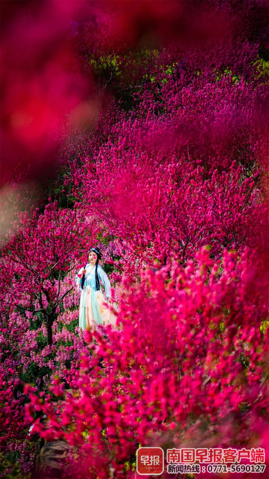 红 黄 粉 白 紫 广西的花 都开好了 旅游 中国国内旅游业界信息动态 微信头条新闻公众号文章收集网