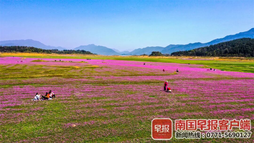 红 黄 粉 白 紫 广西的花 都开好了 杂途志