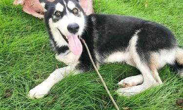 帮帮它！南宁街头一条哈士奇受伤，热心人士急寻狗主人