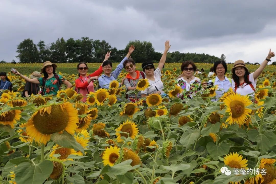 北海道避暑之 四 向日葵之乡 北龙町 蓬蓬的博客 微信公众号文章阅读 Wemp
