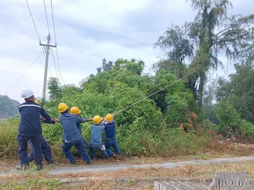 茂名电白供电局博贺供电所工作人员齐心协力将超高树木拉低以便砍伐，避免影响附近供电线路。
