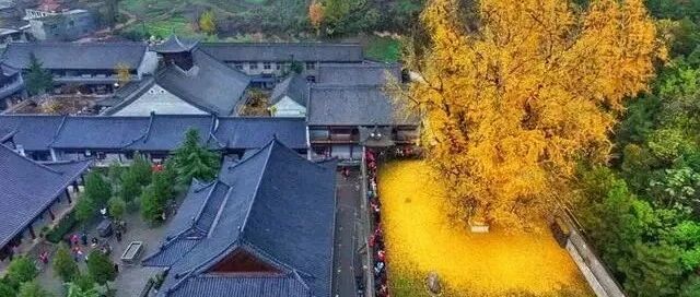 唐朝一棵银杏树，美了1400年，7万人排队就为看它一眼！