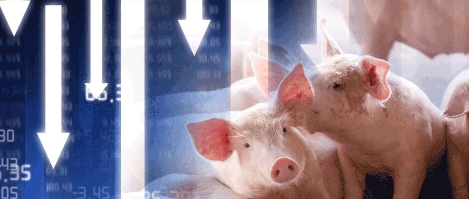 惨烈猪周期！A股龙头盘中跌停，肉价年内腰斩，逼近“猪粮”平衡线！公司回应：做好迎接冬天的准备