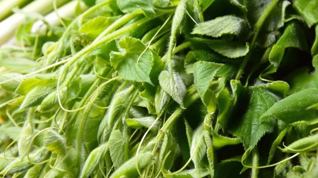 屏边山茅野菜一口一个春天