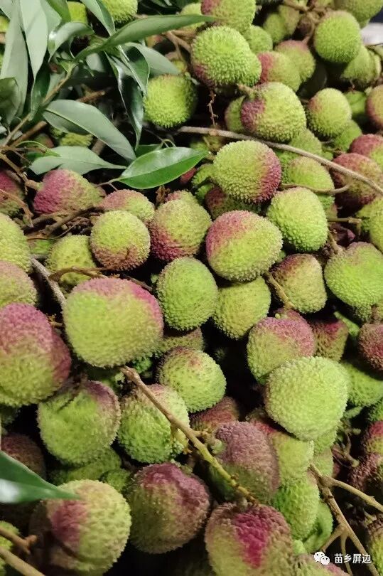 美丽屏边丨抢鲜一步屏边妃子笑荔枝上市啦