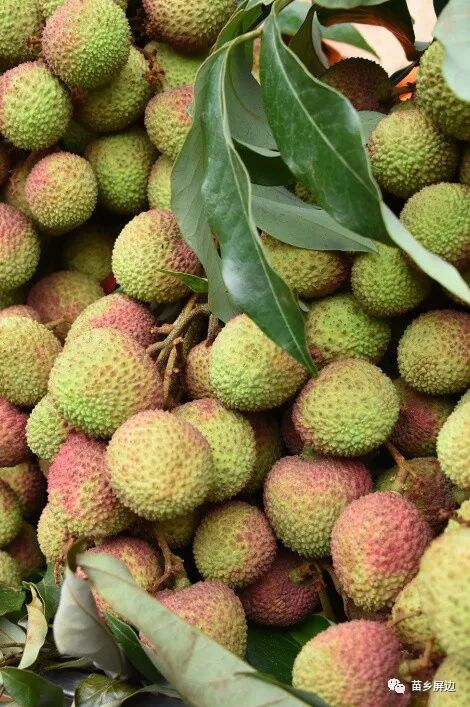 美丽屏边丨抢鲜一步屏边妃子笑荔枝上市啦