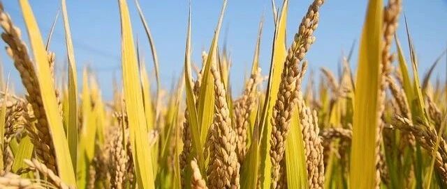 你真的了解大米吗？带你跳出“食米”的误区