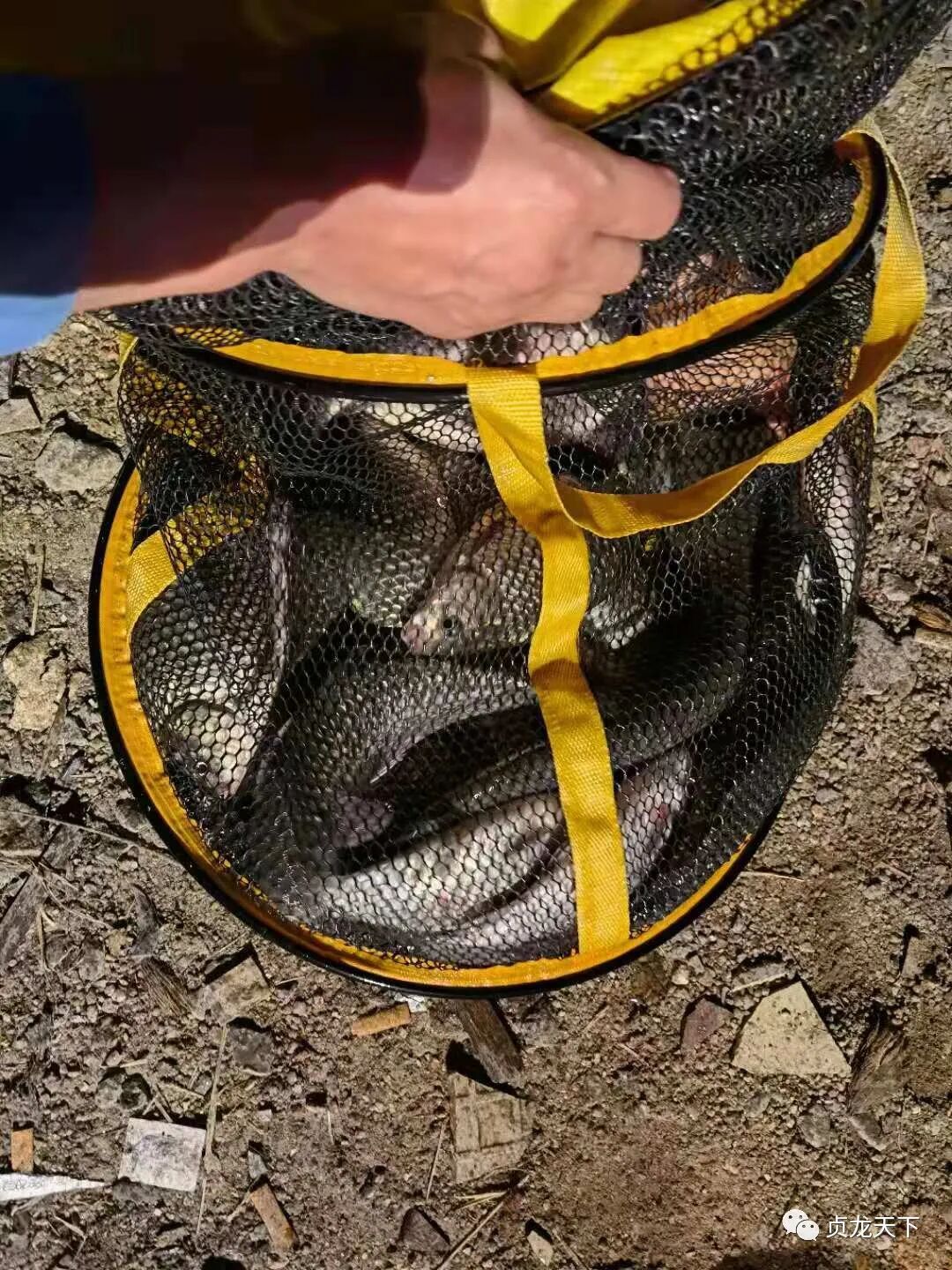 [转载]夜钓，的野趣