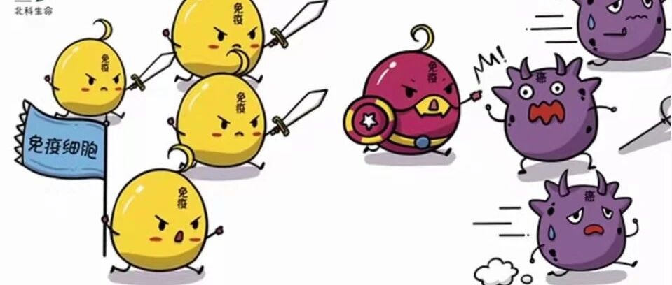 你知道为什么会发生ITP？原因竟然是自己人打自己人！