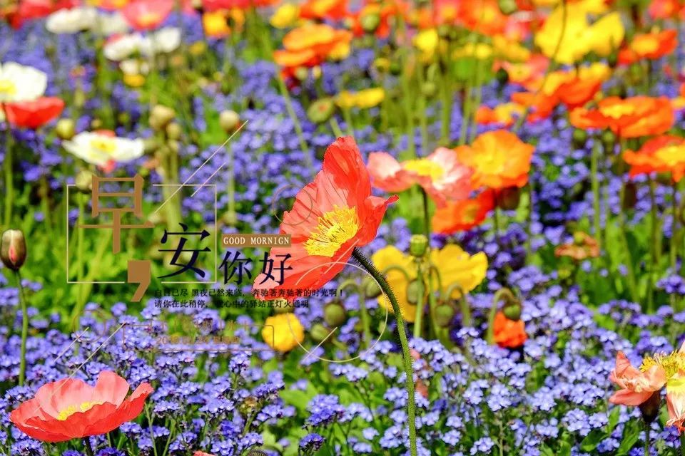 养生正能量句子(养生正能量句子简短)干货分享 - 奇思科普