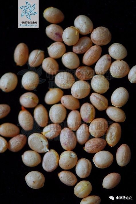 。种子椭圆形或卵形，淡褐色，外被橘红色假种皮。花期5-6月，果期9-10月。