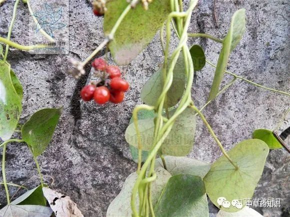 中药材：防己