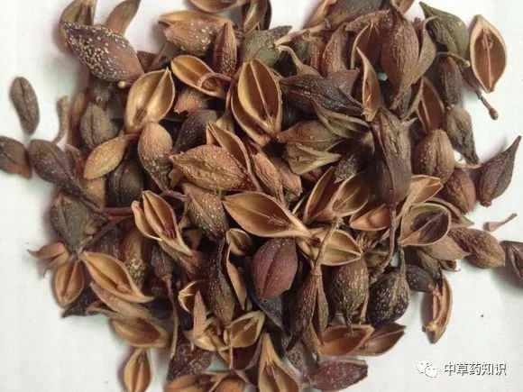 中药材：连翘