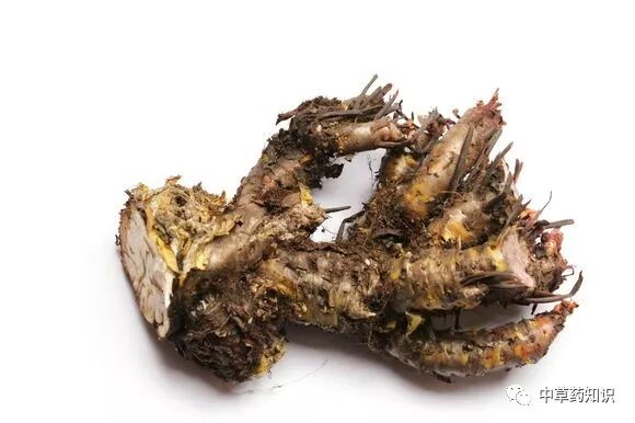 大花红景天科:景天科产地:西藏,云南,四川,青海药用部位:根和根茎采收