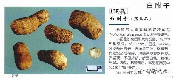 中药材：白附子