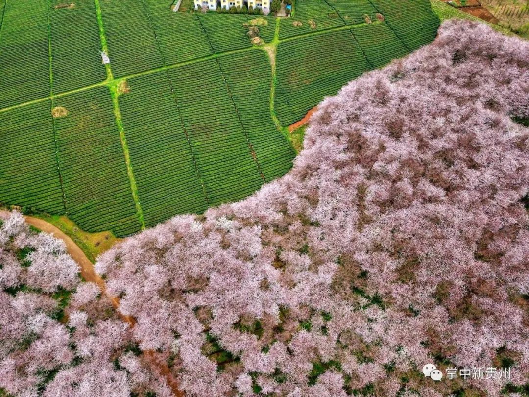 貴安櫻花園最美賞櫻攻略