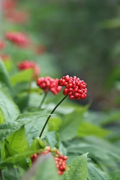 阳气不足，找准这个中成药口服液，好用的很！