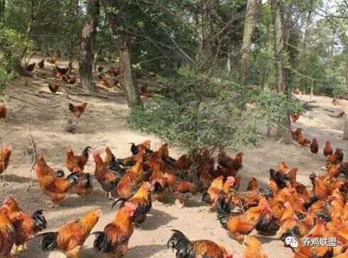 养鸡中草药最佳配方有哪些？治鸡病中药配方