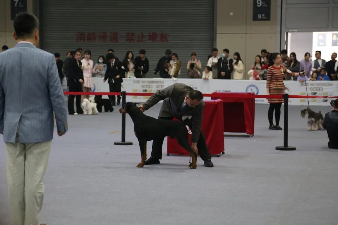 犬種冠軍展.JPG