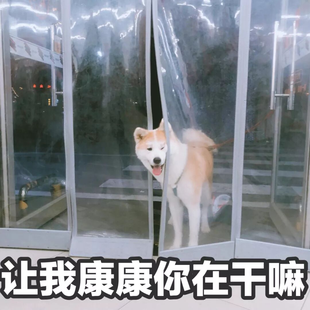 遛狗英文_英文遛狗怎么说音标_英语遛狗的短语