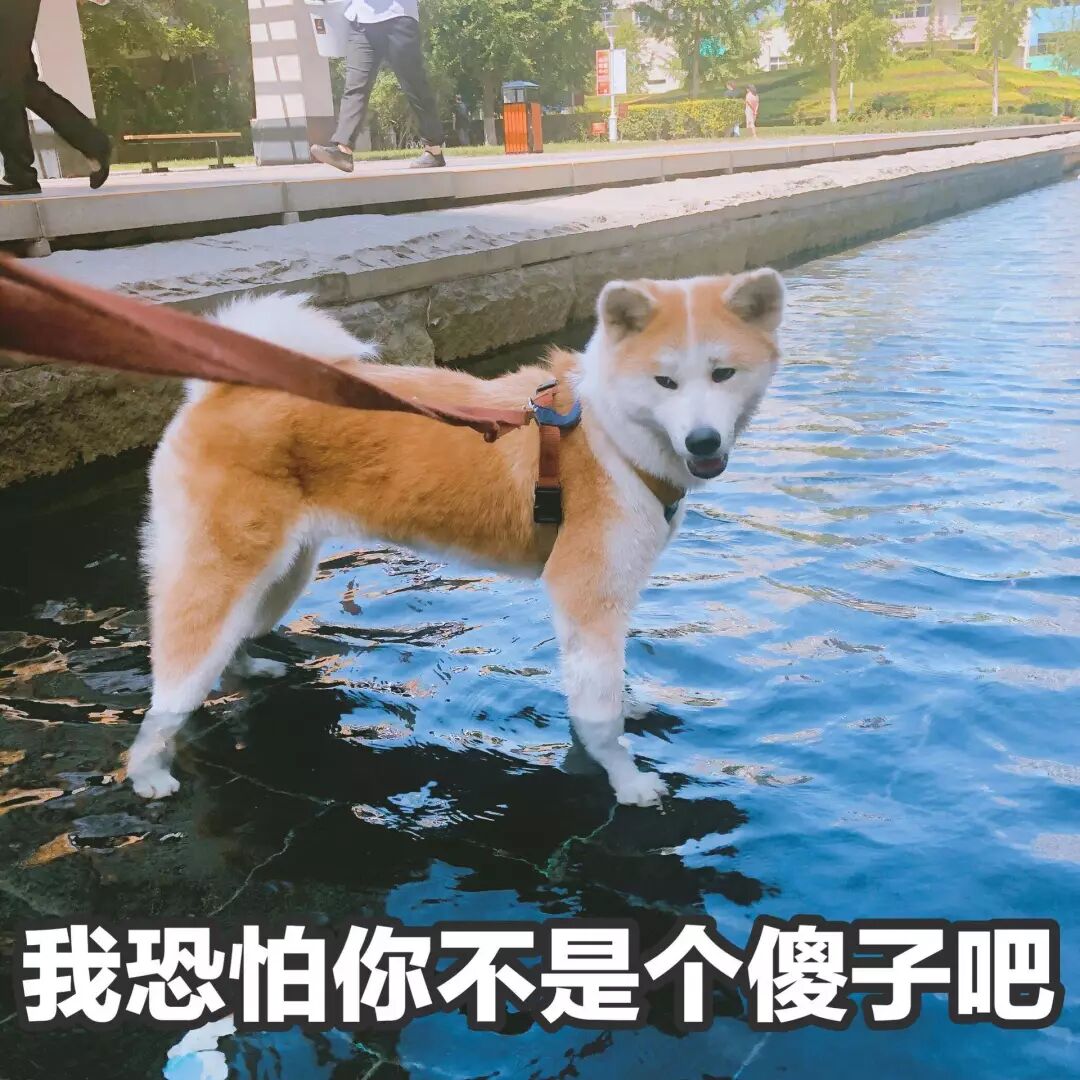 遛狗英文_英语遛狗的短语_英文遛狗怎么说音标