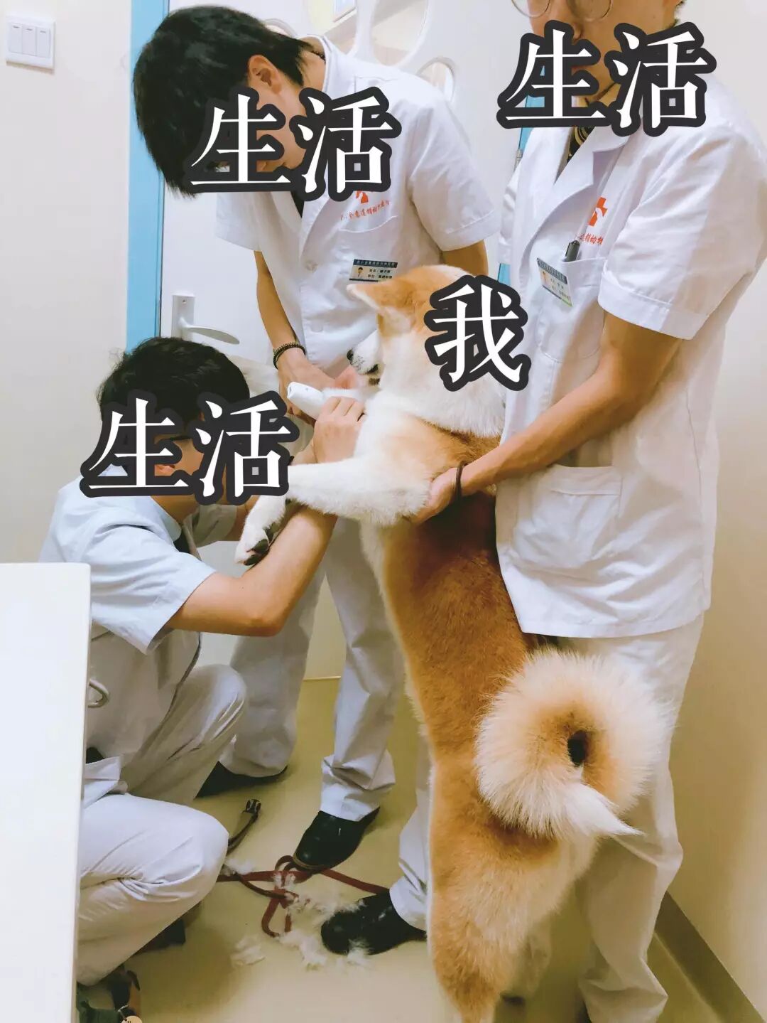 英文遛狗怎么说音标_英语遛狗的短语_遛狗英文