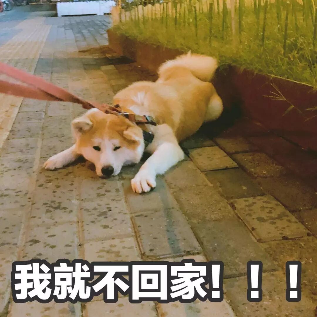 英语遛狗的短语_遛狗英文_英文遛狗怎么说音标