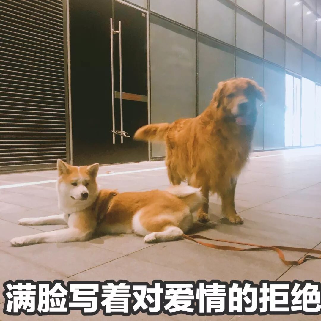 英语遛狗的短语_遛狗英文_英文遛狗怎么说音标