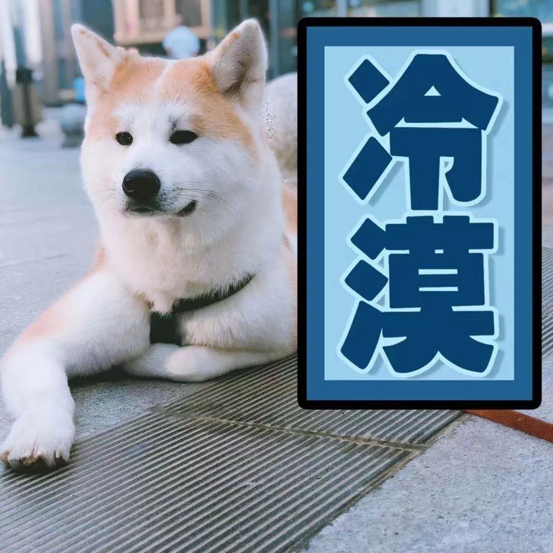 遛狗英文_英文遛狗怎么说音标_英语遛狗的短语