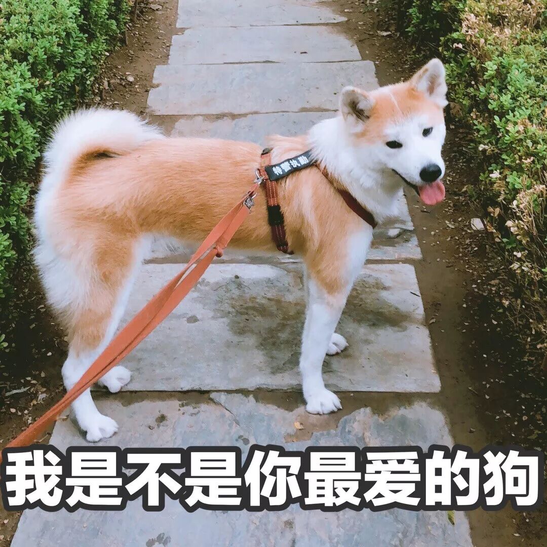 英文遛狗怎么说音标_英语遛狗的短语_遛狗英文