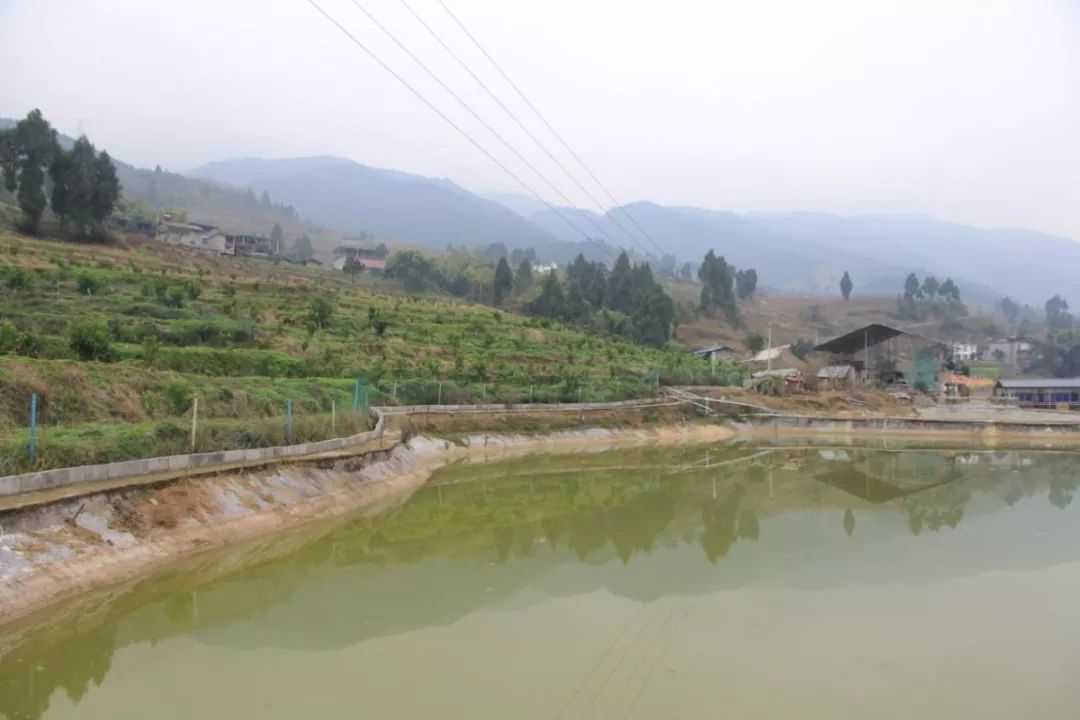 致富养殖泥鳅图片_致富养殖泥鳅视频_致富经泥鳅养殖