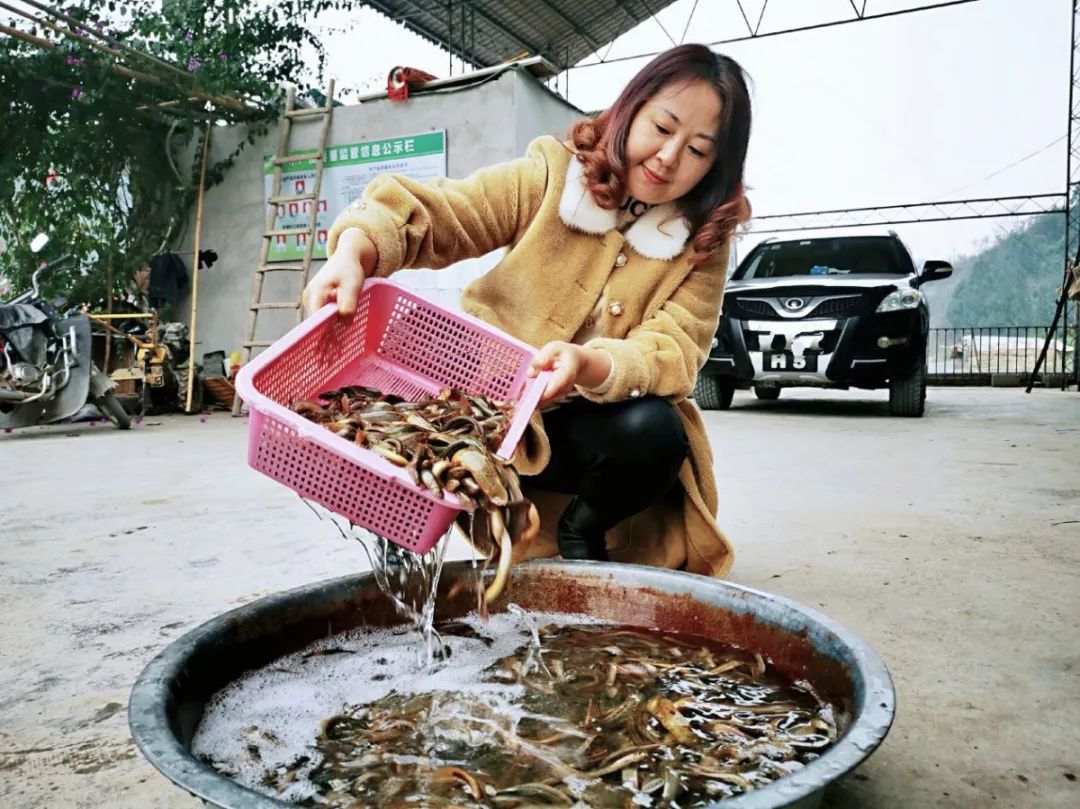 致富养殖泥鳅图片_致富经泥鳅养殖_致富养殖泥鳅视频