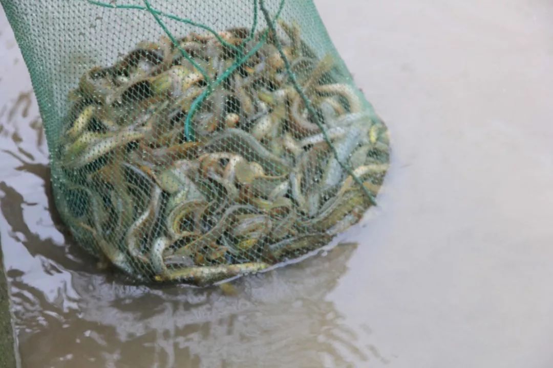 致富养殖泥鳅图片_致富经泥鳅养殖_致富养殖泥鳅视频