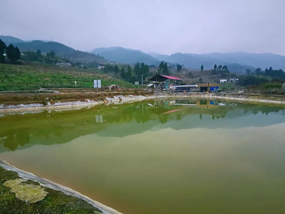 致富经泥鳅养殖_致富养殖泥鳅视频_致富养殖泥鳅图片