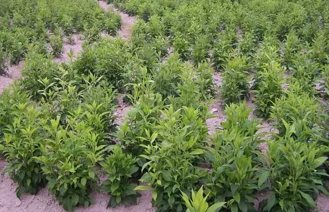 2019年中药材种植预测什么品种市场好？四个品种抢先看！