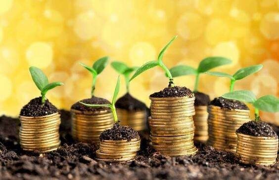 新年到了家里摆什么植物旺财？有哪些禁忌？