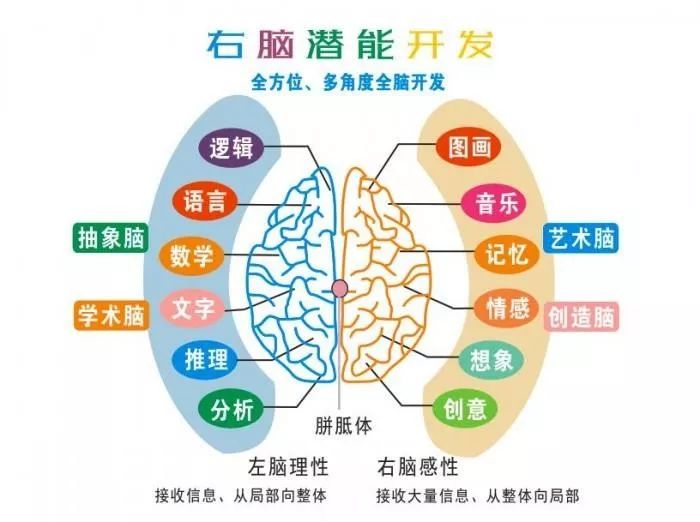 别要等到孩子厌倦学习才后悔没有进行全脑开发