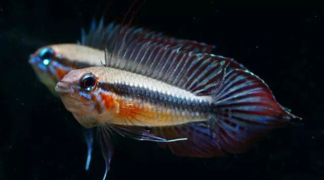 荷兰凤凰混养_荷兰凤凰鱼可以混养吗_荷兰凤凰和什么鱼混养