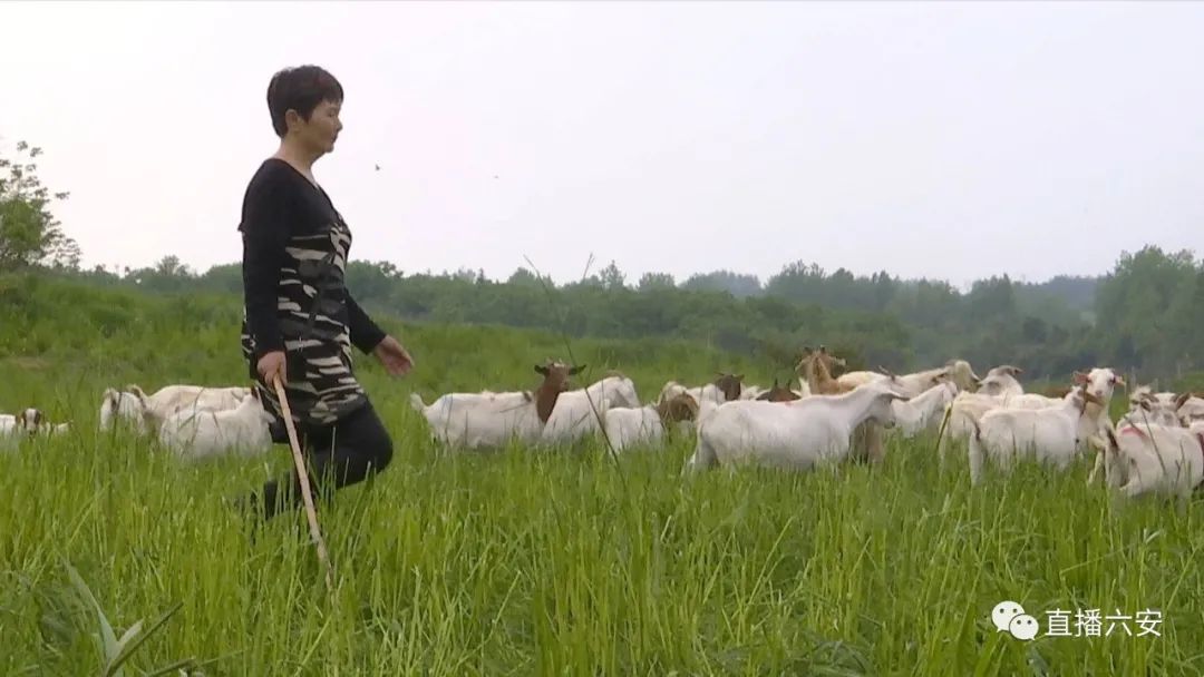 致富羊领头羊_致富经羊_致富羊助力乡村振兴