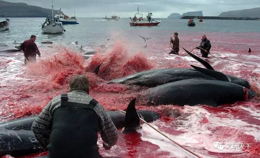 如果你觉得象牙犀角残忍,那是你没见过在这种东西!