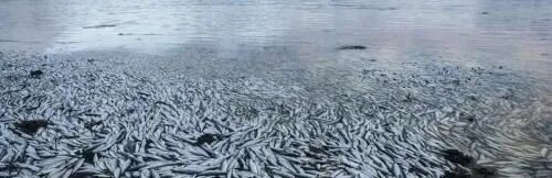 【环境仿真专题最后一讲】使用TELEMAC-MASCARET研究英国科威特西部海湾鱼类死亡事件的潜在驱动因素的图2