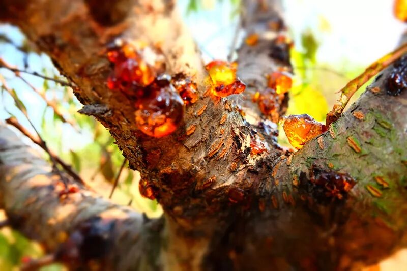 这东西以前在树上不识它，现在知道它的功效后，身价暴涨！