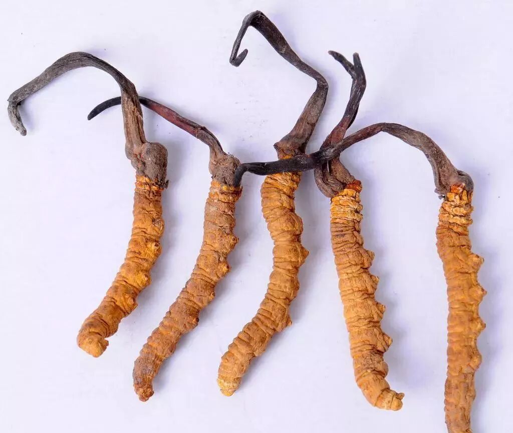 五种低价冬虫夏草买不得 可惜很多人买的就是这种 广东文华酒业有限公司 微信公众号文章阅读 Wemp