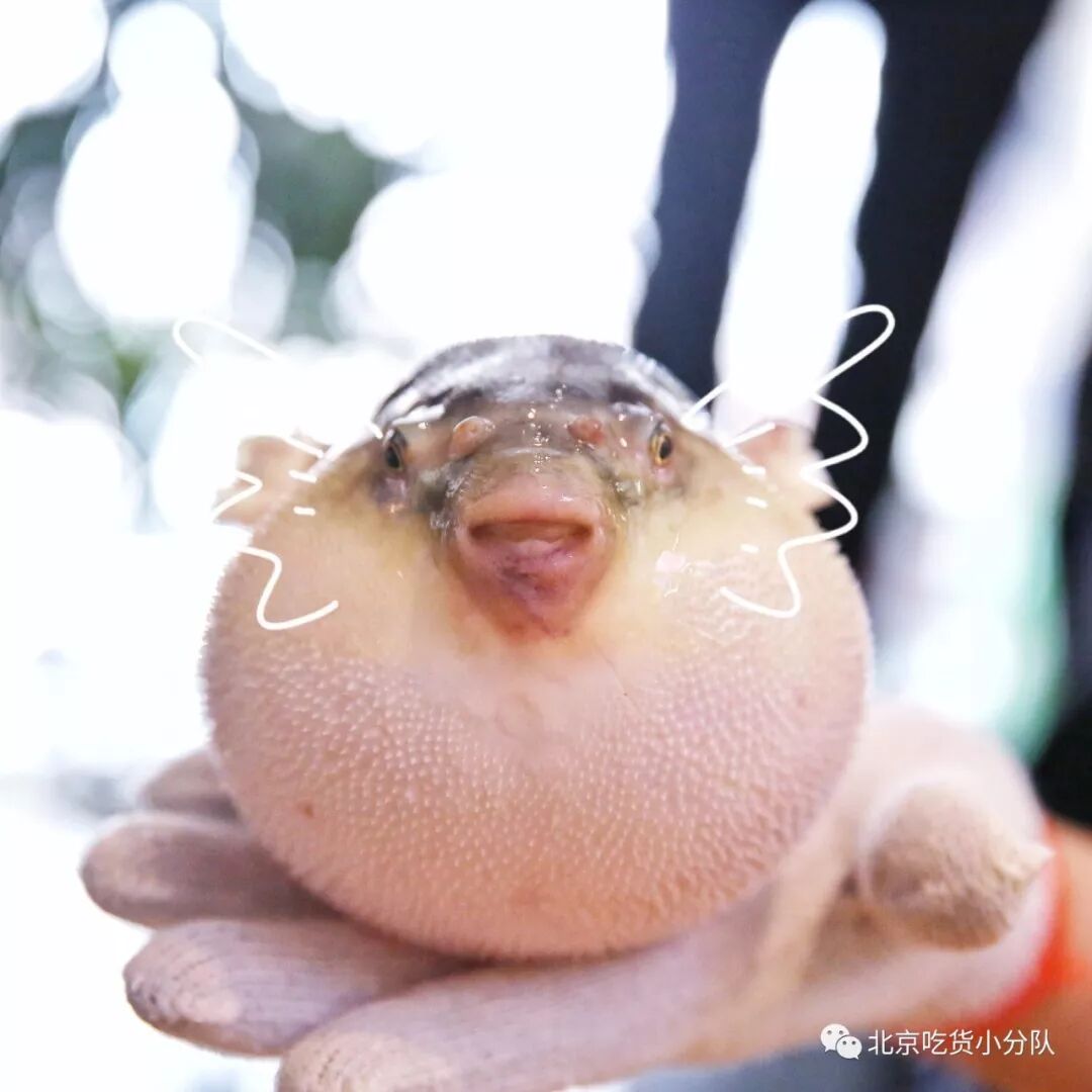 这种店 得过命的交情才一起吃 北京吃货小分队 微信公众号文章