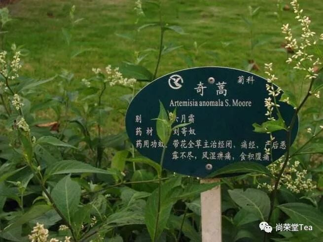 虞南中医药 奇蒿 尚荣堂tea 微信公众号文章阅读 Wemp