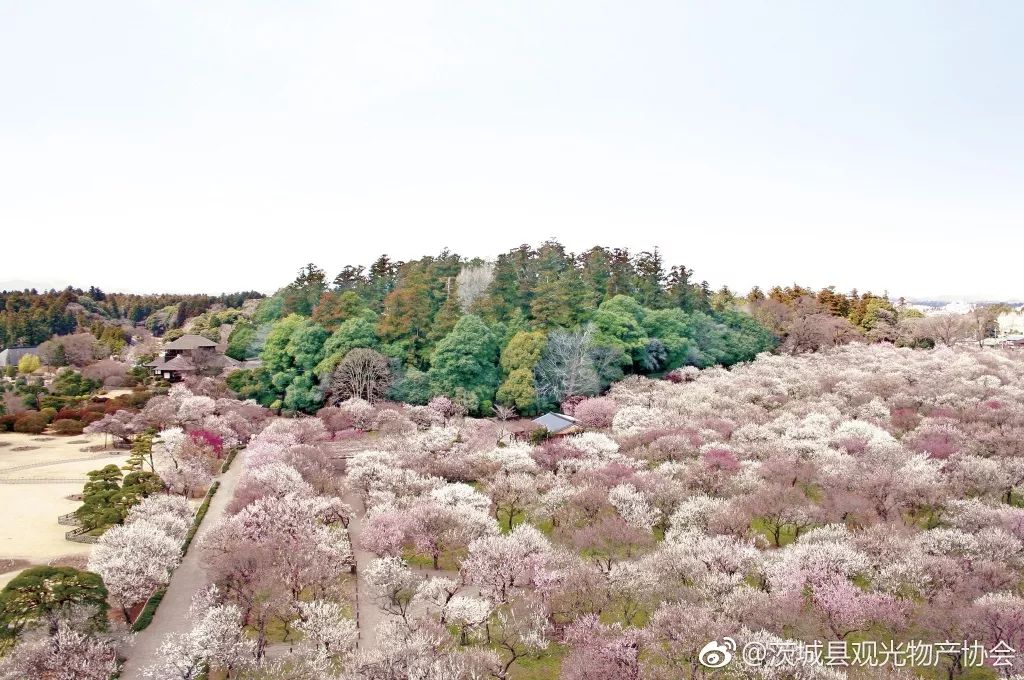 又挖出了個日本絕美縣城，一直到5月都有花海大片，國內3h直達遊客卻少得可憐 旅遊 第24張