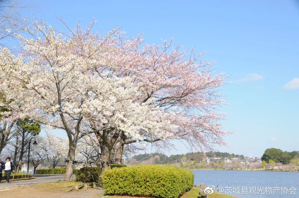 又挖出了個日本絕美縣城，一直到5月都有花海大片，國內3h直達遊客卻少得可憐 旅遊 第30張