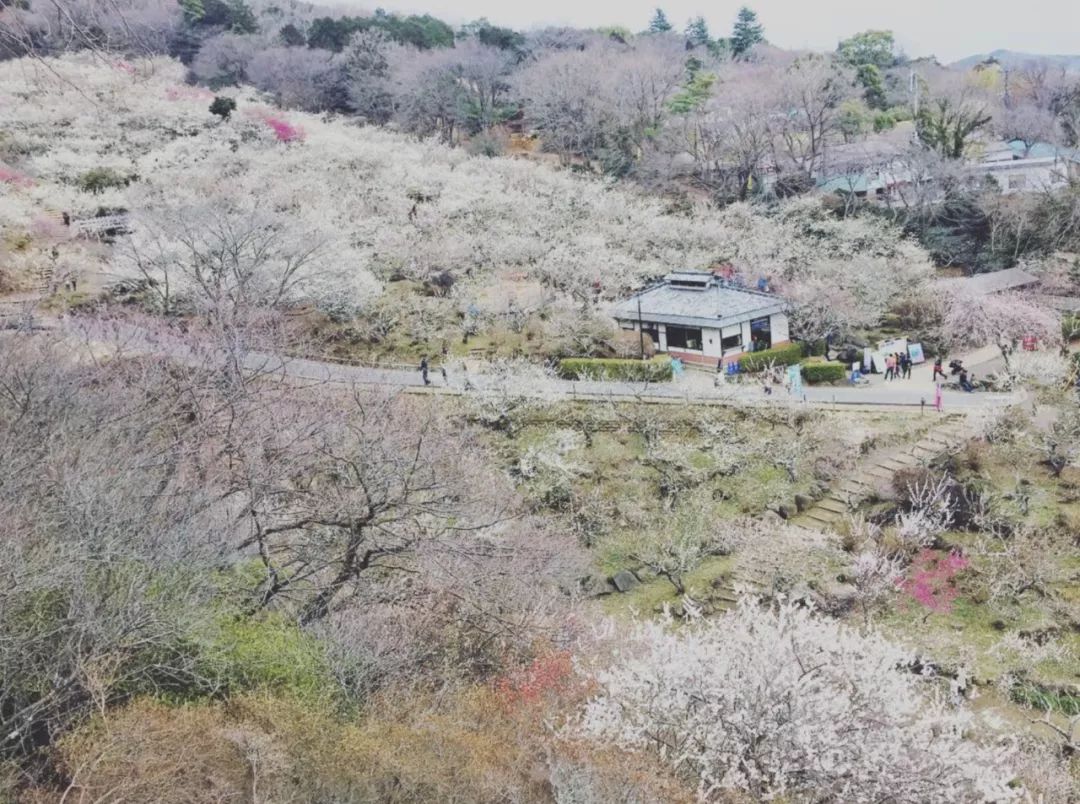 又挖出了個日本絕美縣城，一直到5月都有花海大片，國內3h直達遊客卻少得可憐 旅遊 第48張